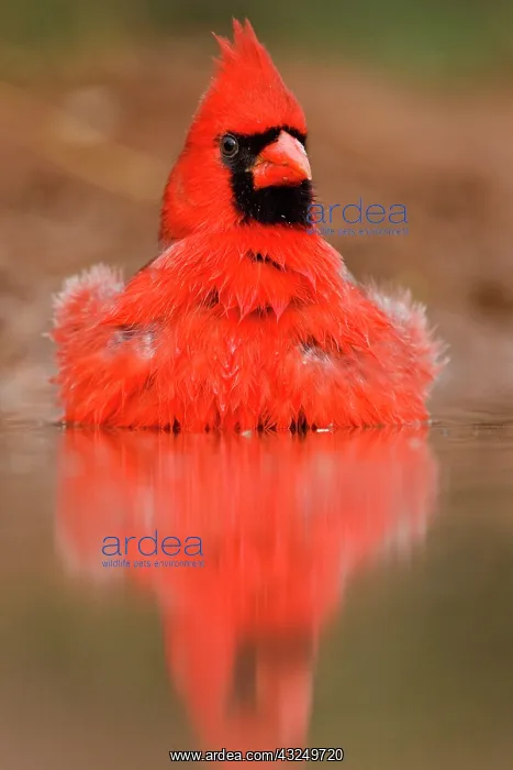 : Northern Cardinal (Cardinalis cardinalis) : Northern Cardinal (Cardinalis cardinalis)