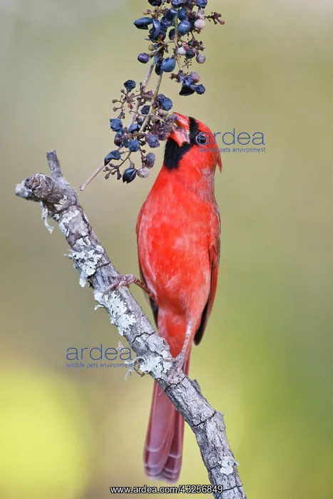: Northern Cardinal (Cardinalis cardinalis) : Northern Cardinal (Cardinalis cardinalis)