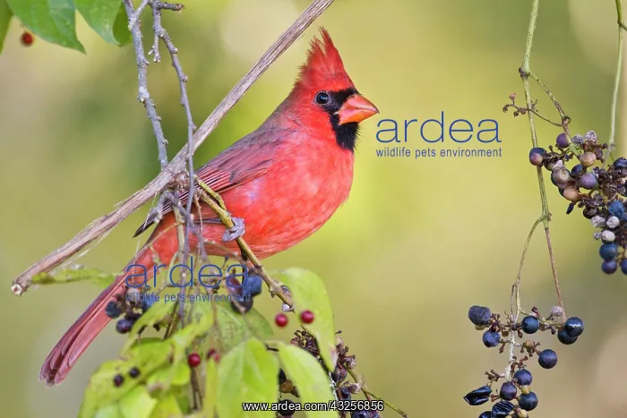 : Northern Cardinal (Cardinalis cardinalis) : Northern Cardinal (Cardinalis cardinalis)