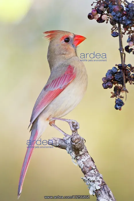 : Northern Cardinal (Cardinalis cardinalis) : Northern Cardinal (Cardinalis cardinalis)