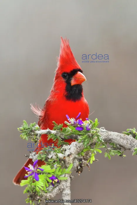 : Northern Cardinal, Cardinalis cardinalis : Northern Cardinal, Cardinalis cardinalis