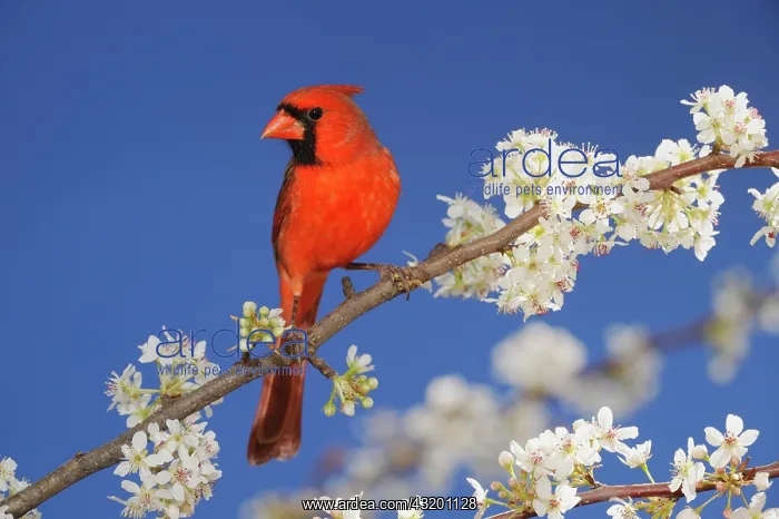 : Northern Cardinal (Cardinalis cardinalis), adult : Northern Cardinal (Cardinalis cardinalis), adult