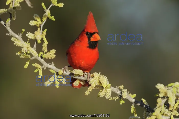 : Northern Cardinal (Cardinalis cardinalis), adult : Northern Cardinal (Cardinalis cardinalis), adult