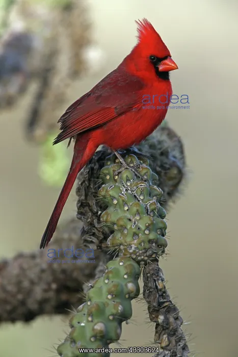 : Northern Cardinal (cardinalis cardinalis) - Arizona : Northern Cardinal (cardinalis cardinalis) - Arizona