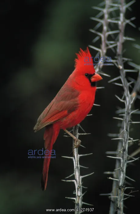 : Northern Cardinal (cardinalis cardinalis) - Arizona - Male - : Northern Cardinal (cardinalis cardinalis) - Arizona - Male -