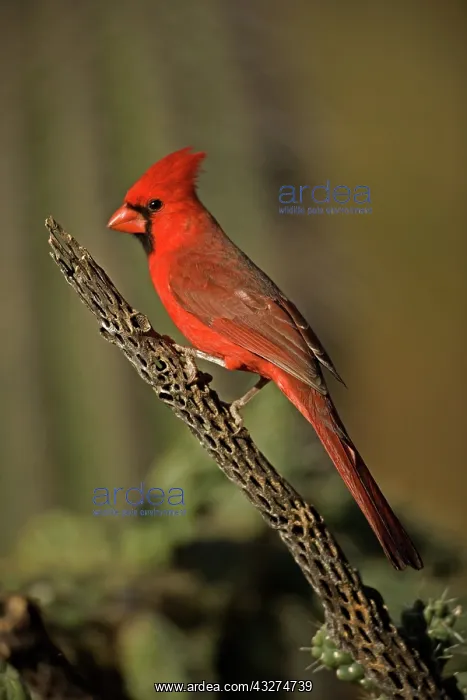: Northern Cardinal (cardinalis cardinalis) - Arizona - Male - : Northern Cardinal (cardinalis cardinalis) - Arizona - Male -