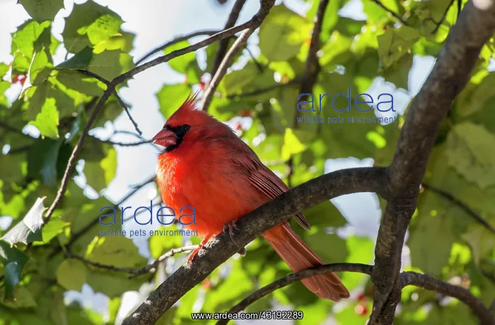 : Northern Cardinal (cardinalis cardinalis), Central : Northern Cardinal (cardinalis cardinalis), Central
