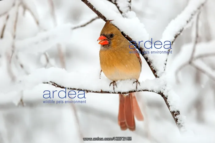 : Northern Cardinal (Cardinalis cardinalis) female : Northern Cardinal (Cardinalis cardinalis) female