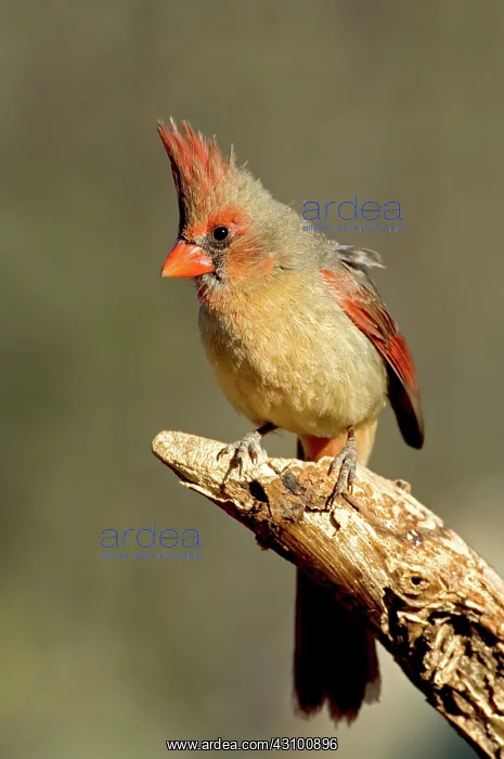 : Northern Cardinal (Cardinalis cardinalis) hen : Northern Cardinal (Cardinalis cardinalis) hen