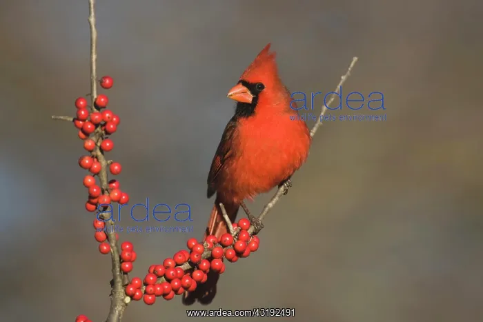 : Northern Cardinal (Cardinalis cardinalis), male : Northern Cardinal (Cardinalis cardinalis), male