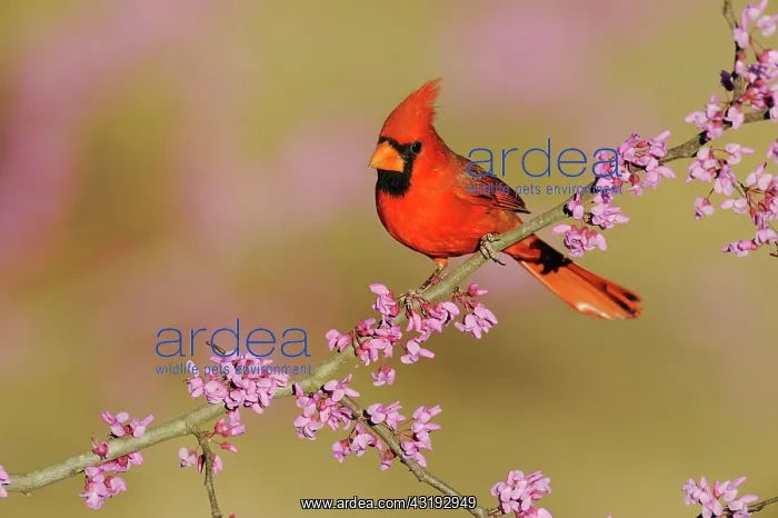 : Northern Cardinal (Cardinalis cardinalis), male : Northern Cardinal (Cardinalis cardinalis), male