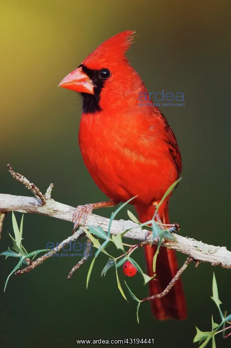  : Northern Cardinal (Cardinalis cardinalis), male