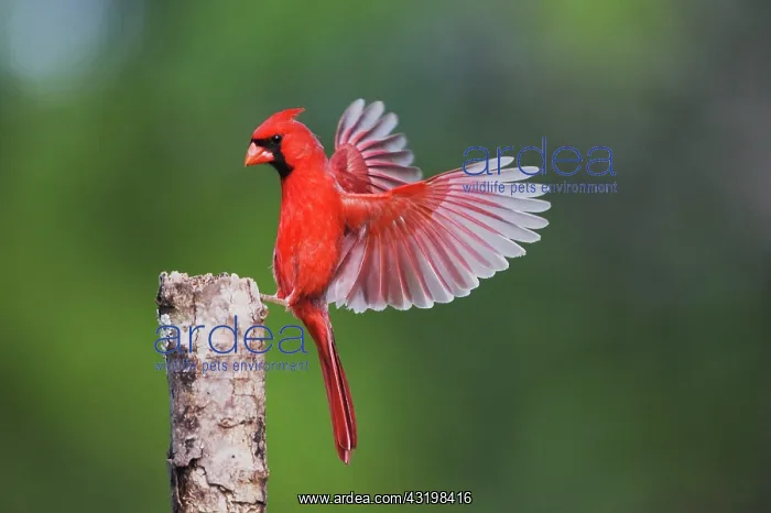 : Northern Cardinal (Cardinalis cardinalis), male : Northern Cardinal (Cardinalis cardinalis), male