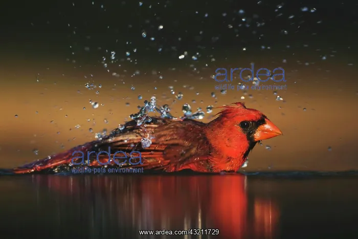 : Northern Cardinal (Cardinalis cardinalis), male : Northern Cardinal (Cardinalis cardinalis), male
