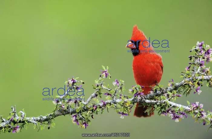 : Northern Cardinal (Cardinalis cardinalis), male : Northern Cardinal (Cardinalis cardinalis), male