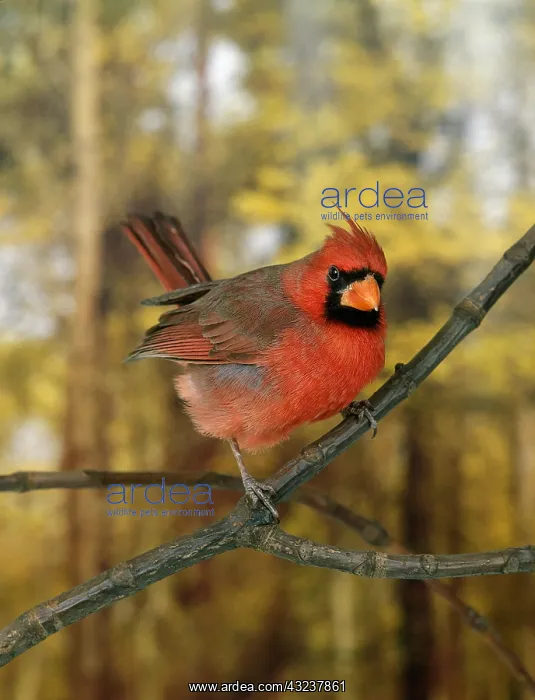 : Northern Cardinal (cardinalis cardinalis), Male : Northern Cardinal (cardinalis cardinalis), Male