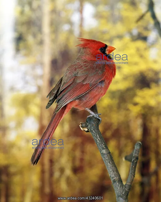  : Northern Cardinal (cardinalis cardinalis), Male