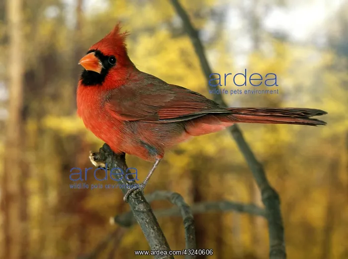 : Northern Cardinal (cardinalis cardinalis), Male : Northern Cardinal (cardinalis cardinalis), Male