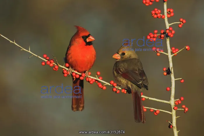 : Northern Cardinal (Cardinalis cardinalis), pair : Northern Cardinal (Cardinalis cardinalis), pair