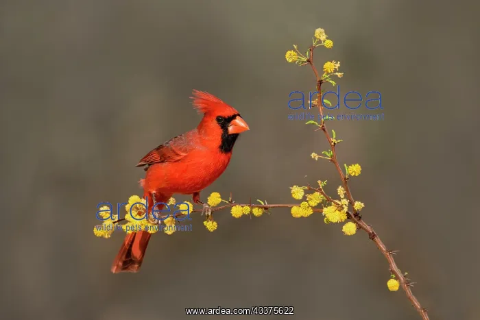 : Northern Cardinal (Cardinalis cardinalis) perched : Northern Cardinal (Cardinalis cardinalis) perched