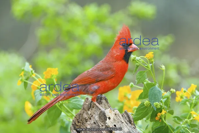 : Northern Cardinal Cardinalis cardinalis Rio Grande City : Northern Cardinal Cardinalis cardinalis Rio Grande City