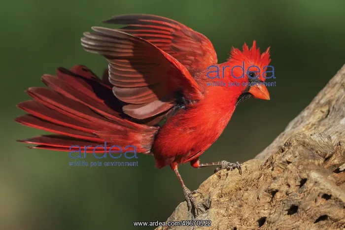 : Northern cardinal dominance display toward another bird : Northern cardinal dominance display toward another bird
