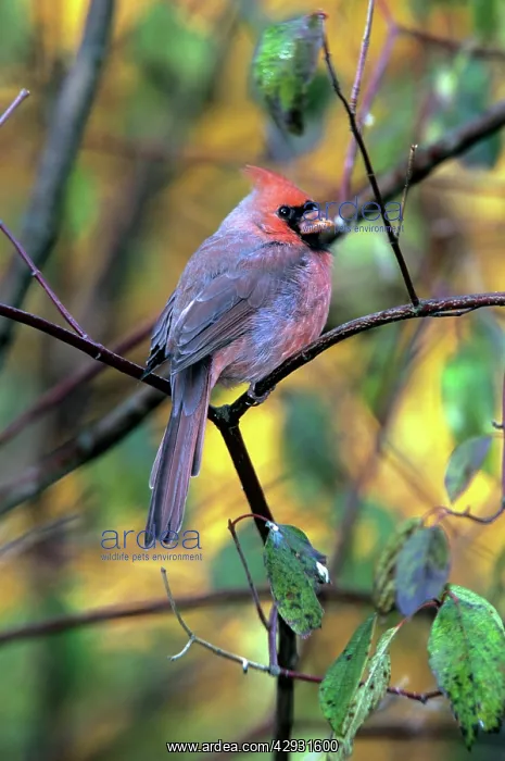 : Northern Cardinal - female - 1st year : Northern Cardinal - female - 1st year