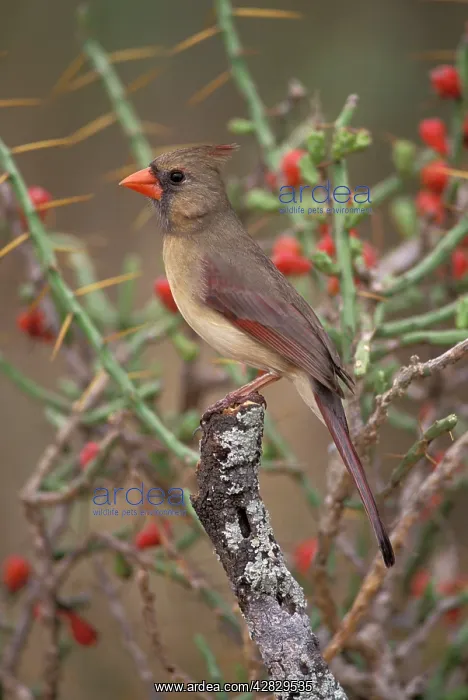 : Northern Cardinal - Female : Northern Cardinal - Female