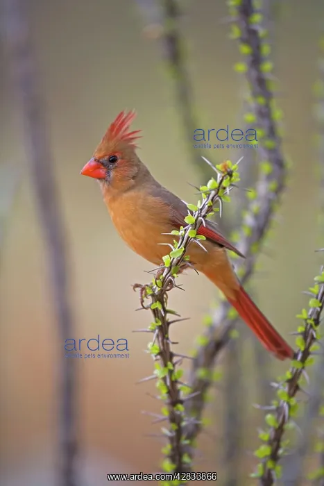 : Northern Cardinal - Female : Northern Cardinal - Female