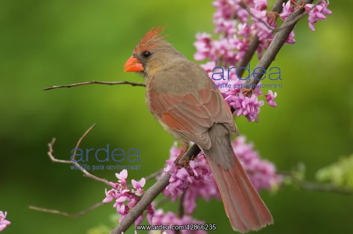 : Northern Cardinal - Female : Northern Cardinal - Female