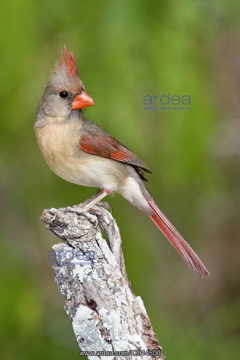 : Northern Cardinal - female : Northern Cardinal - female