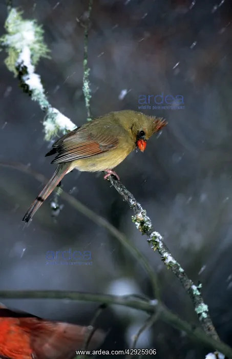 : Northern CARDINAL - Female, perched on branch : Northern CARDINAL - Female, perched on branch