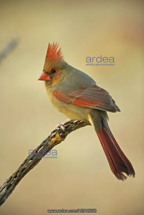 : Northern Cardinal - Female, perched on ocotillo : Northern Cardinal - Female, perched on ocotillo
