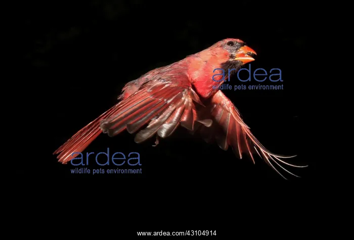 : Northern Cardinal in Flight : Northern Cardinal in Flight