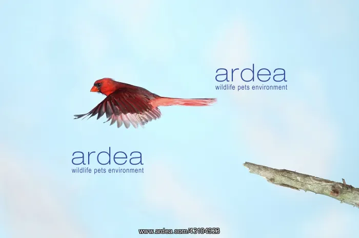 : Northern Cardinal in Flight : Northern Cardinal in Flight