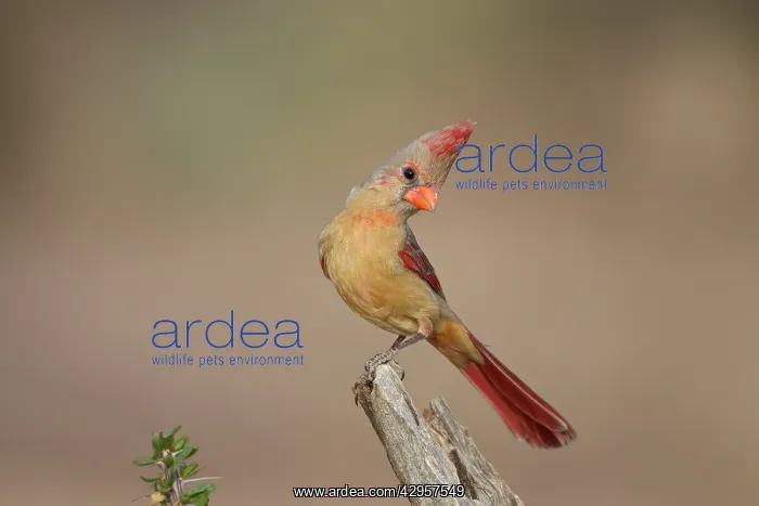 : Northern Cardinal - immature male : Northern Cardinal - immature male