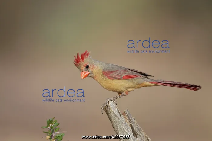 : Northern Cardinal - immature male : Northern Cardinal - immature male