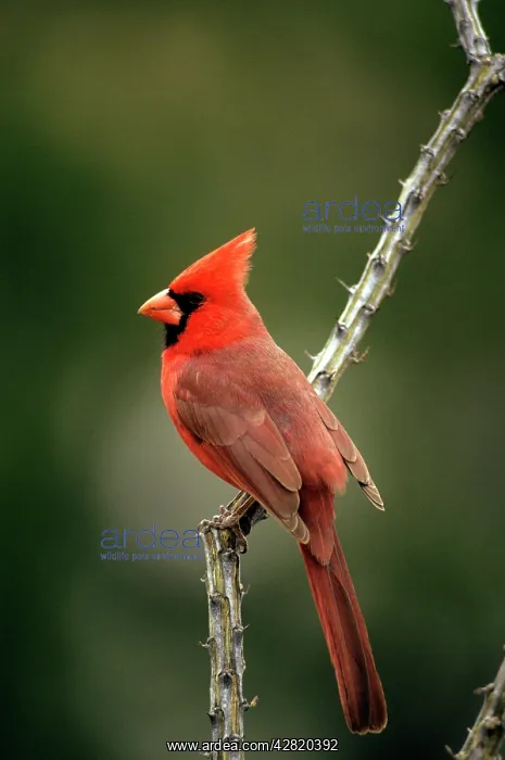: Northern Cardinal - male : Northern Cardinal - male