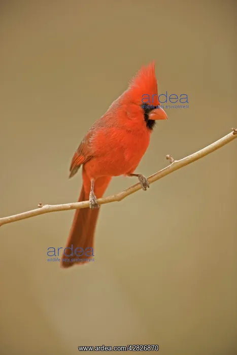 : Northern Cardinal - Male : Northern Cardinal - Male