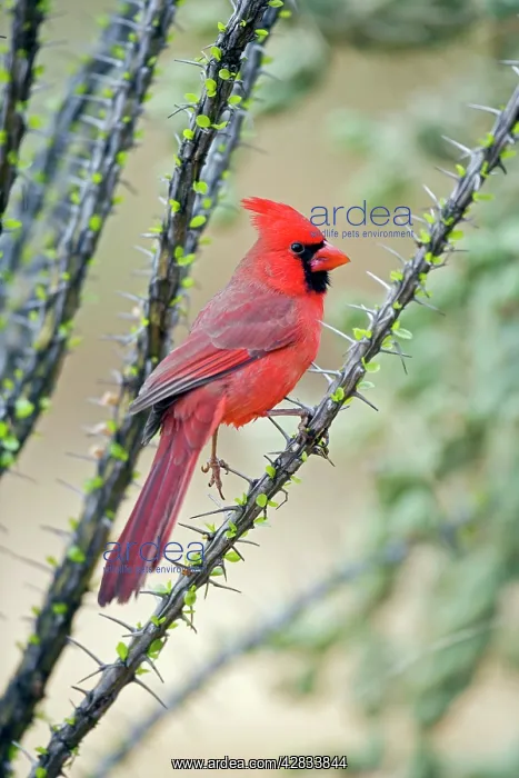  : Northern Cardinal - Male