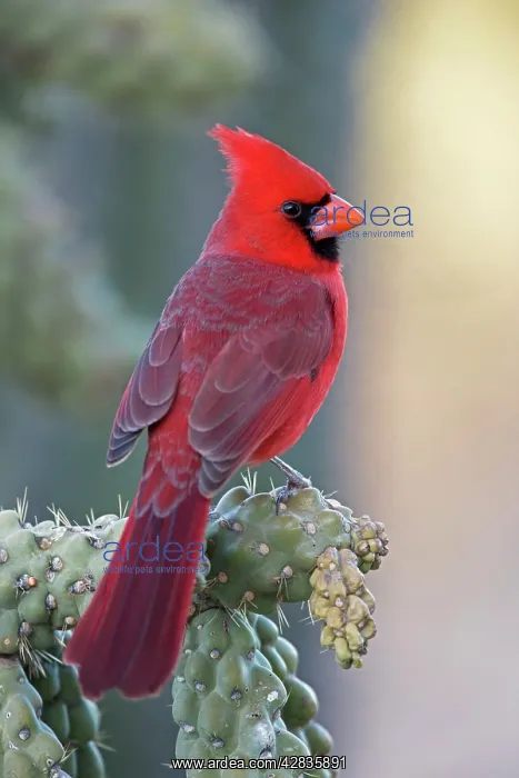: Northern Cardinal - male : Northern Cardinal - male