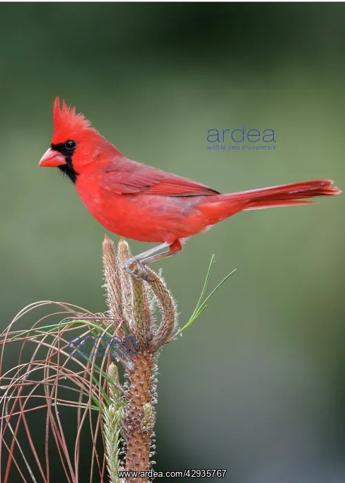: Northern Cardinal male : Northern Cardinal male