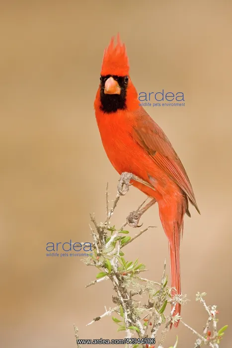 : Northern Cardinal - male : Northern Cardinal - male