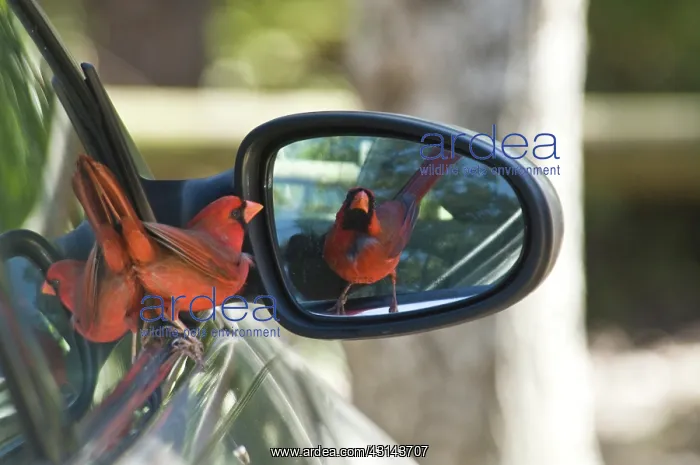 : Northern Cardinal Male : Northern Cardinal Male