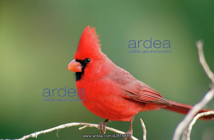 : Northern CARDINAL- male, on branch : Northern CARDINAL- male, on branch