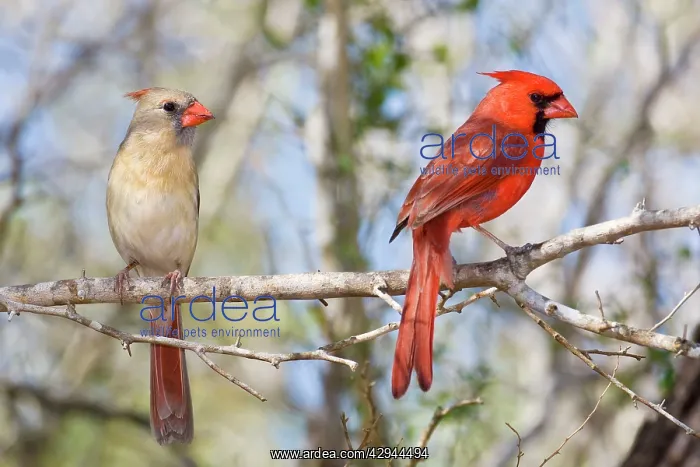 : Northern Cardinal - male and female : Northern Cardinal - male and female
