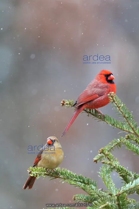 : Northern cardinal male and female in fir tree in : Northern cardinal male and female in fir tree in