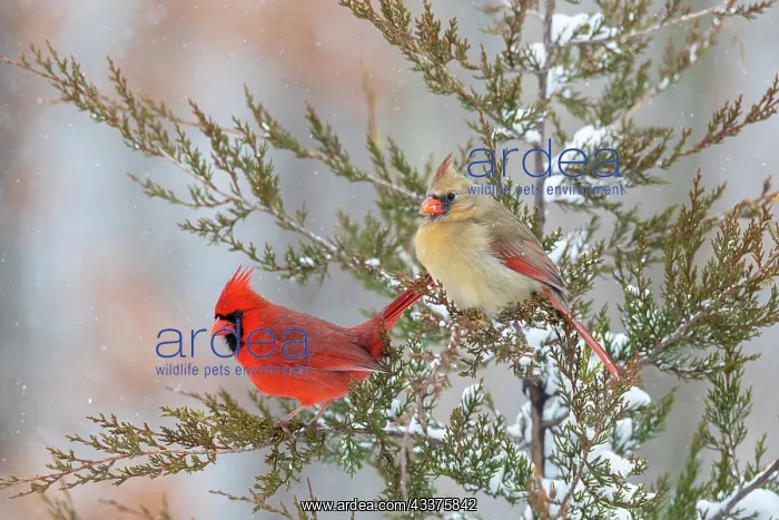 : Northern cardinal male and female in red cedar tree : Northern cardinal male and female in red cedar tree