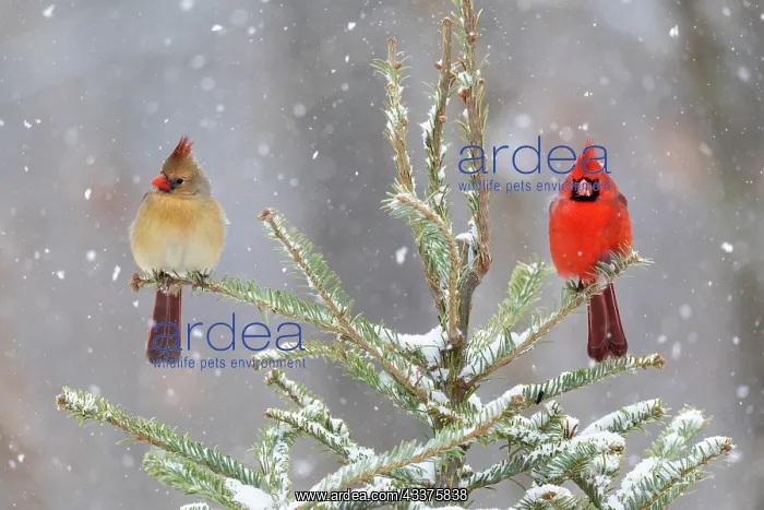 : Northern cardinal male and female in spruce tree : Northern cardinal male and female in spruce tree