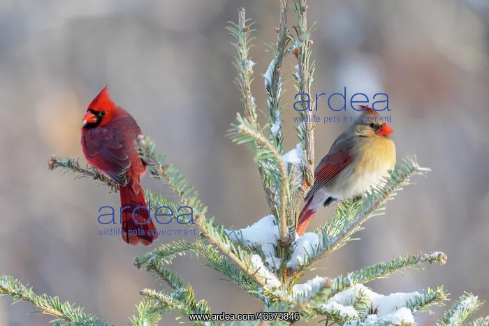 : Northern cardinal male and female in spruce tree : Northern cardinal male and female in spruce tree